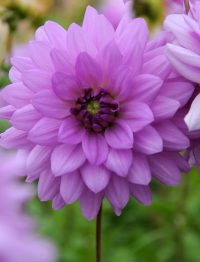 Dahlia Blue Boy - Bild 2