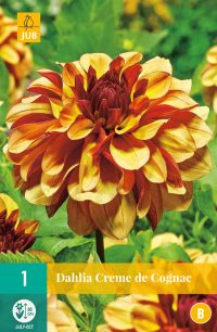 Dahlia Creme De Cognac