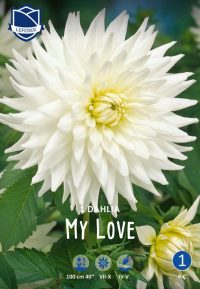 Dahlia My Love