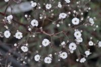 Gypsophila Bristol Fairy ( Brudslöjer )