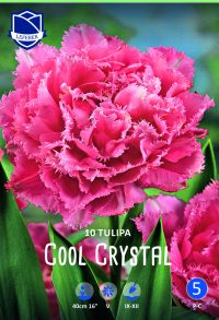 Exklusiva Crispa-tulpaner Cool Chrystal