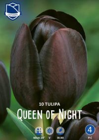 Single late tulpaner Queen of Night