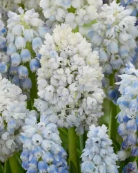 Unik!!!  Muscari Nature's Beauty - Bild 2