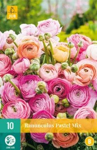 Ranunculus Pastel Mix