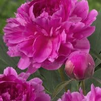 Pioner Bunker Hill ( Doftpion Över 100 Är Gammal )