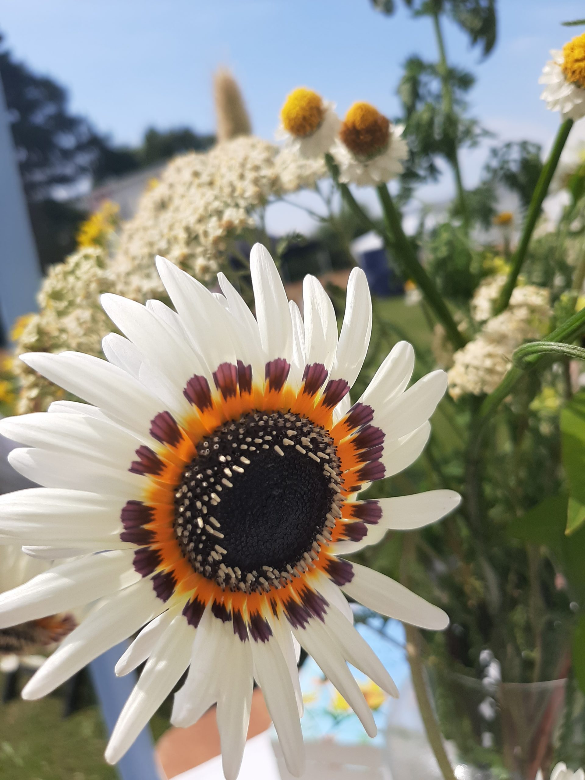 Zonnebloem