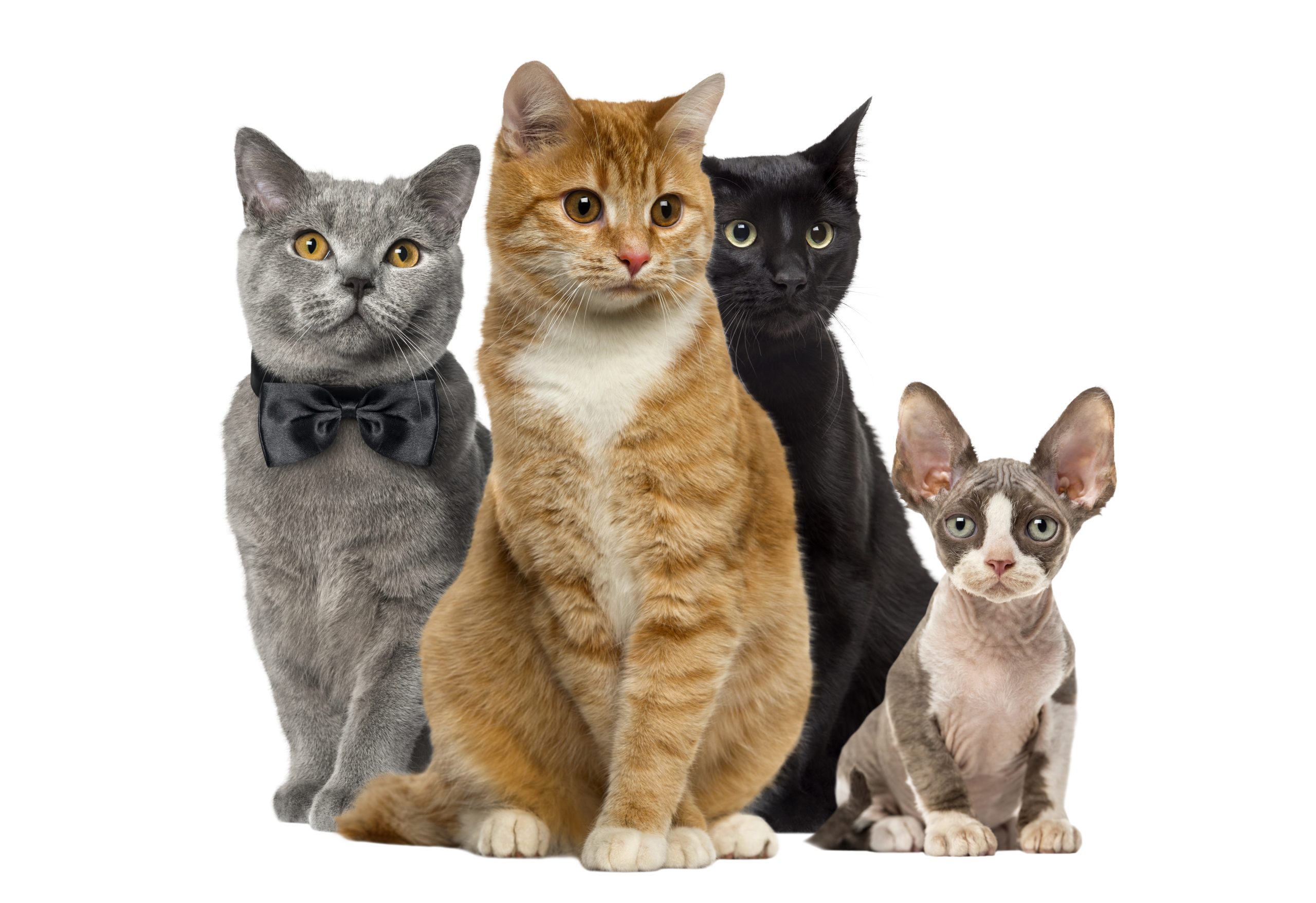 group-of-cats-sitting-isolated-on-white-2023-11-27-05-20-31-utc-scaled.jpg