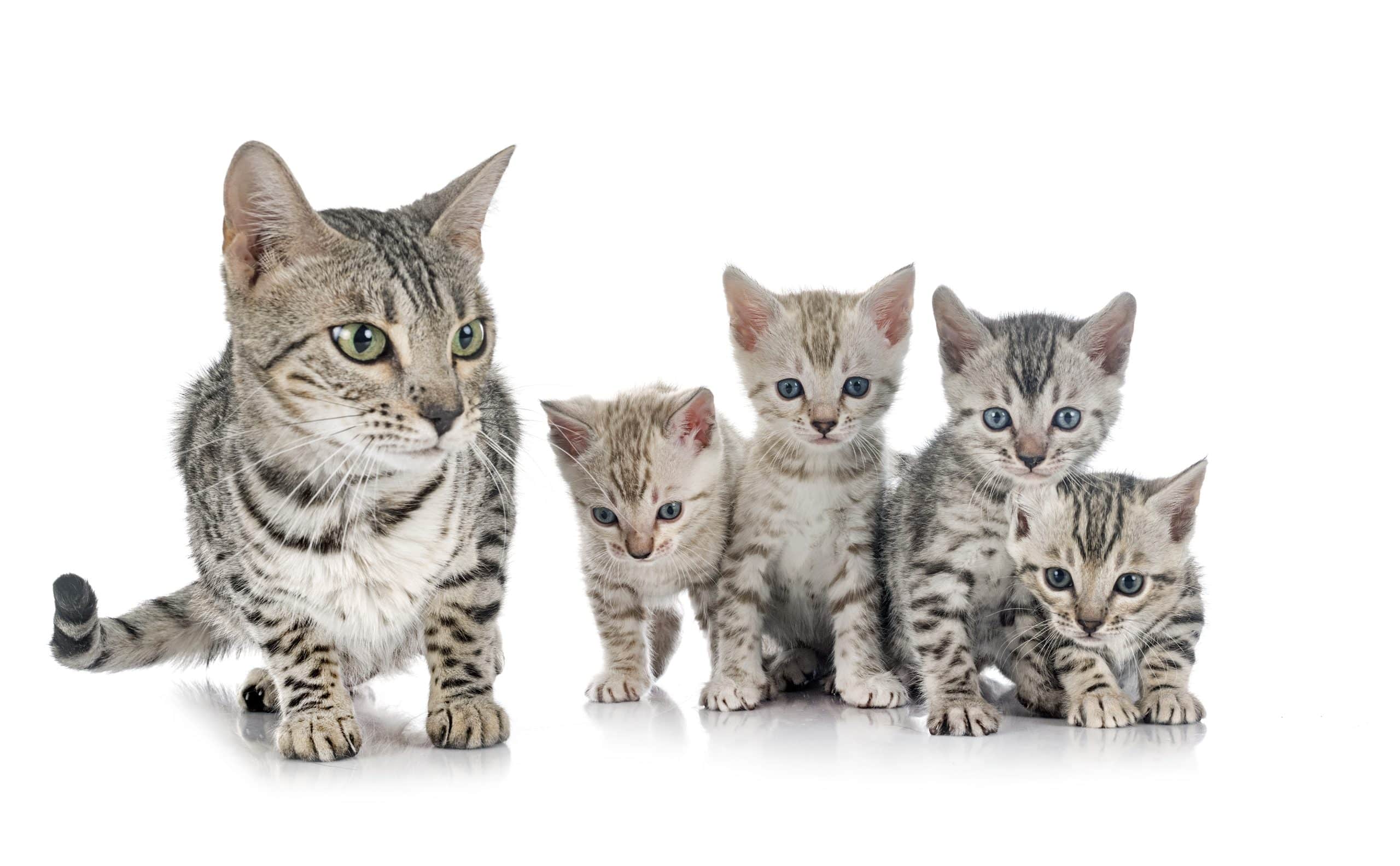 bengal-kitten-family-2023-11-27-05-02-59-utc-scaled.jpg