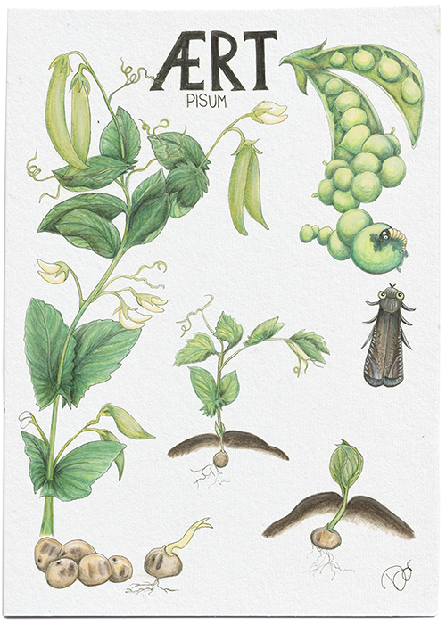 Illustrationer-boern-dyrker-aert