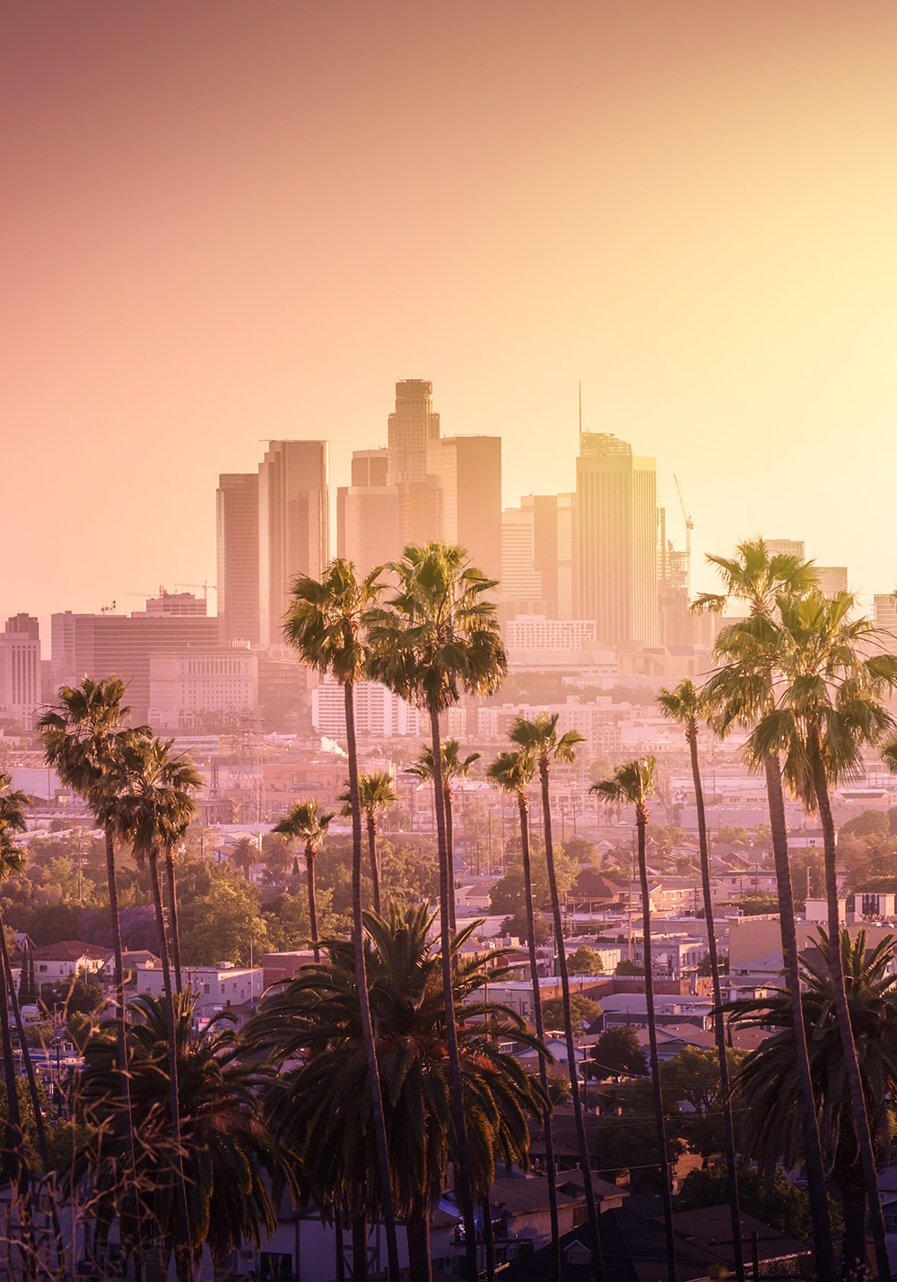 Beautiful sunset of Los Angeles downtown skyline and palm trees