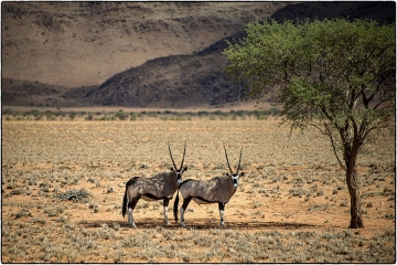 Oryx © Andre Van den Bossche