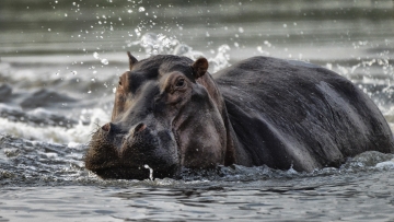 Nijlpaardje 1 © Eric Colpaert