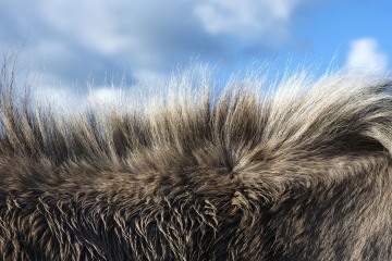 Duinen © Martine Begerem