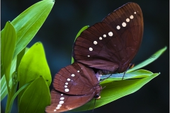 Aziatische vlinders © Jorn Brewaeys