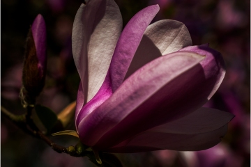 Magnolia Tulp © Robert Van Maele