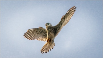 Buizerd © Steven Warmoes