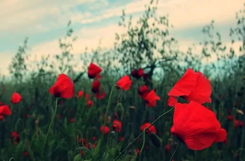 Red in a sea of green