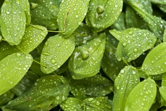 Green leaves (c) Björn Fogelberg