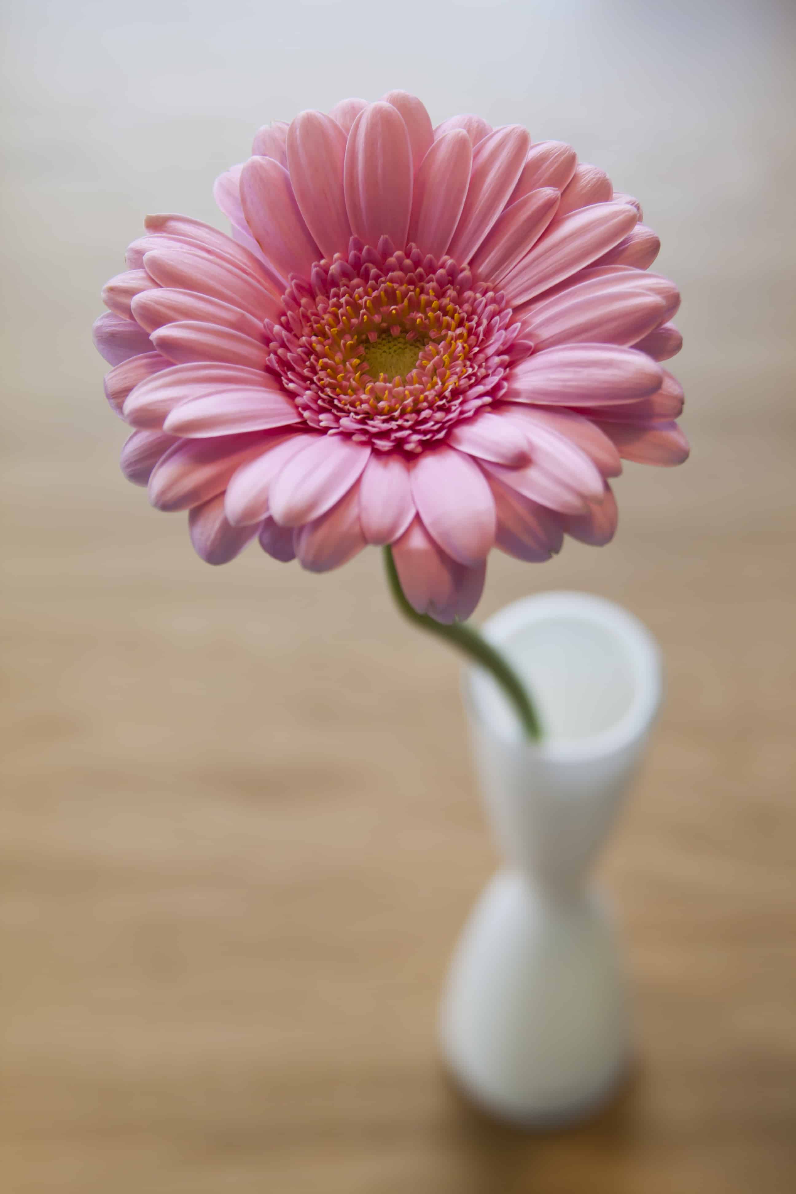 Pink flower (c) Björn Fogelberg