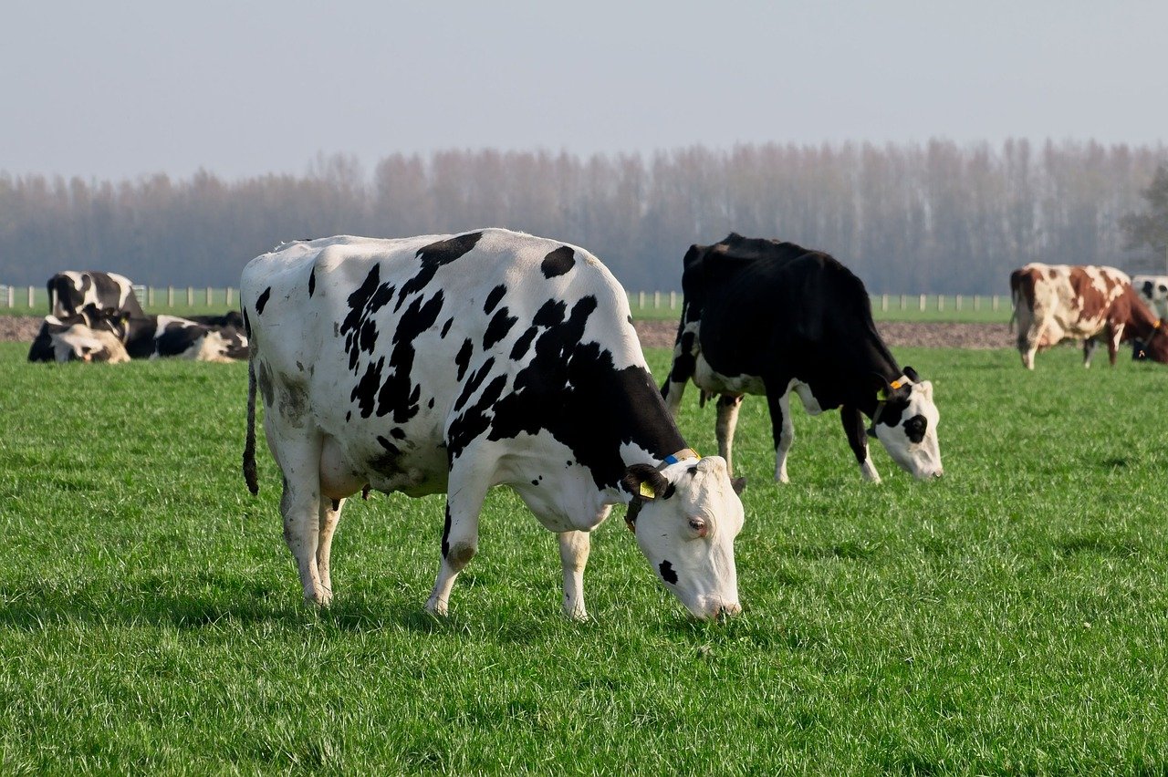 Nye GMO-regler vil ændre afgrøder