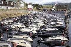 Delfiner bliver kølet ned efter slagtning. Foto: Bjarni Árting Rubeksen/KVF.