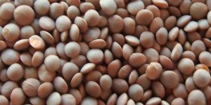 Whole-Brown-Lentils_600x600_3 Whole-Brown-Lentils_600x600_3