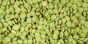 green lentils green lentils
