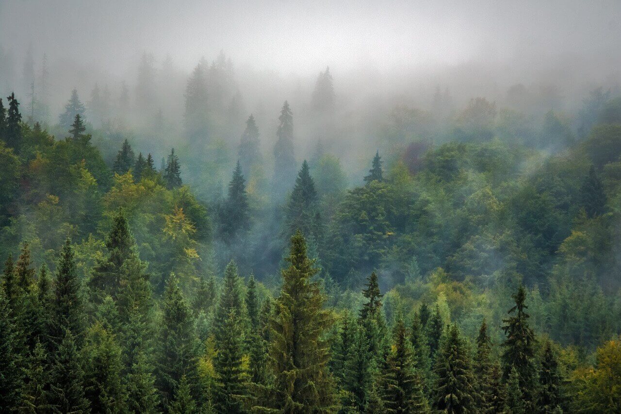 Exploring the Enchanting Norwegian Pine Forests