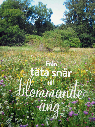 Från täta snår till blommande äng