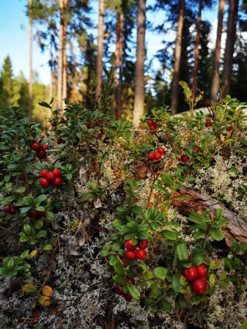 I Hälsinglands skog finns massor av lingon