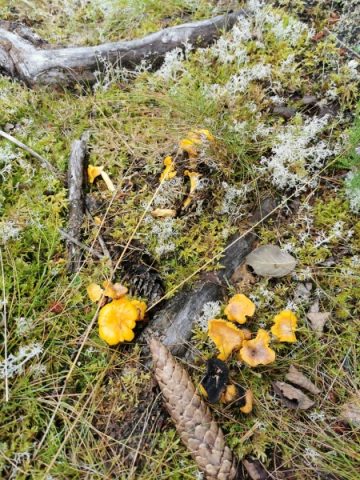 Boka semester i ForRest, koppla av och njut av tid tillsammans