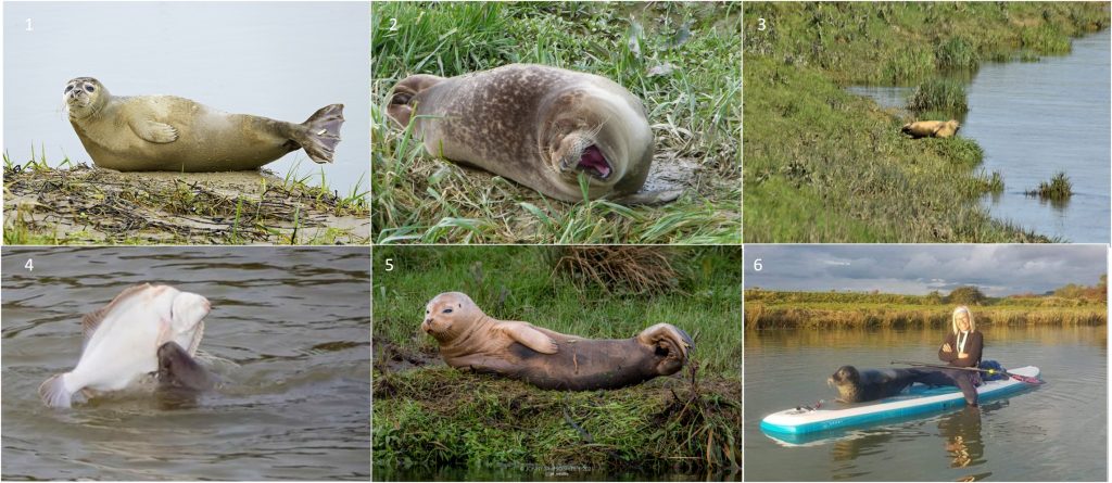 This image has an empty alt attribute; its file name is seal-montage-1024x445.jpg
