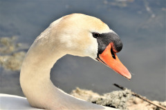 IMG_7734-Marieke IMG_7734-Marieke