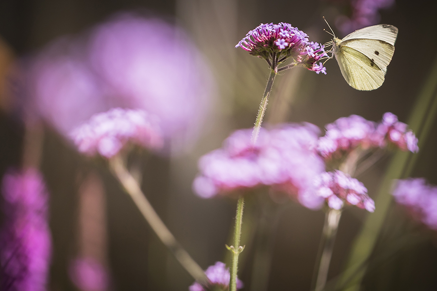 fotoworkshop kinderen