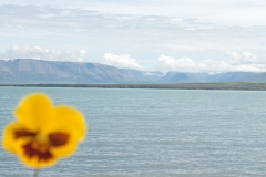 _DSC0196_Island-gul blomst