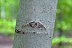 DSC0073-Hyrdehøjskoven-træ-med-øje