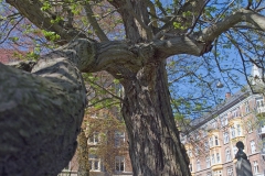 Træ i København