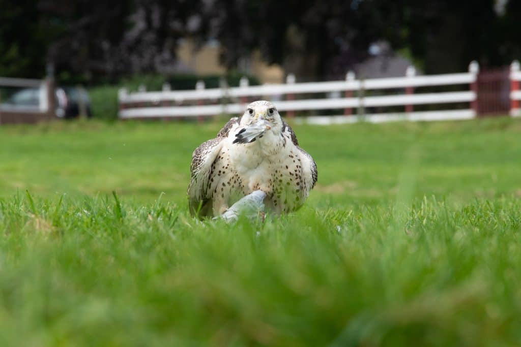 Vogelfotografie