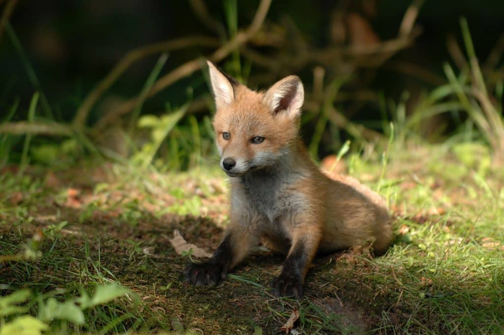 Dierenfotografie