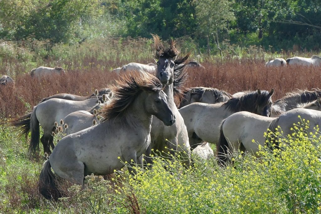 Dierenfotografie