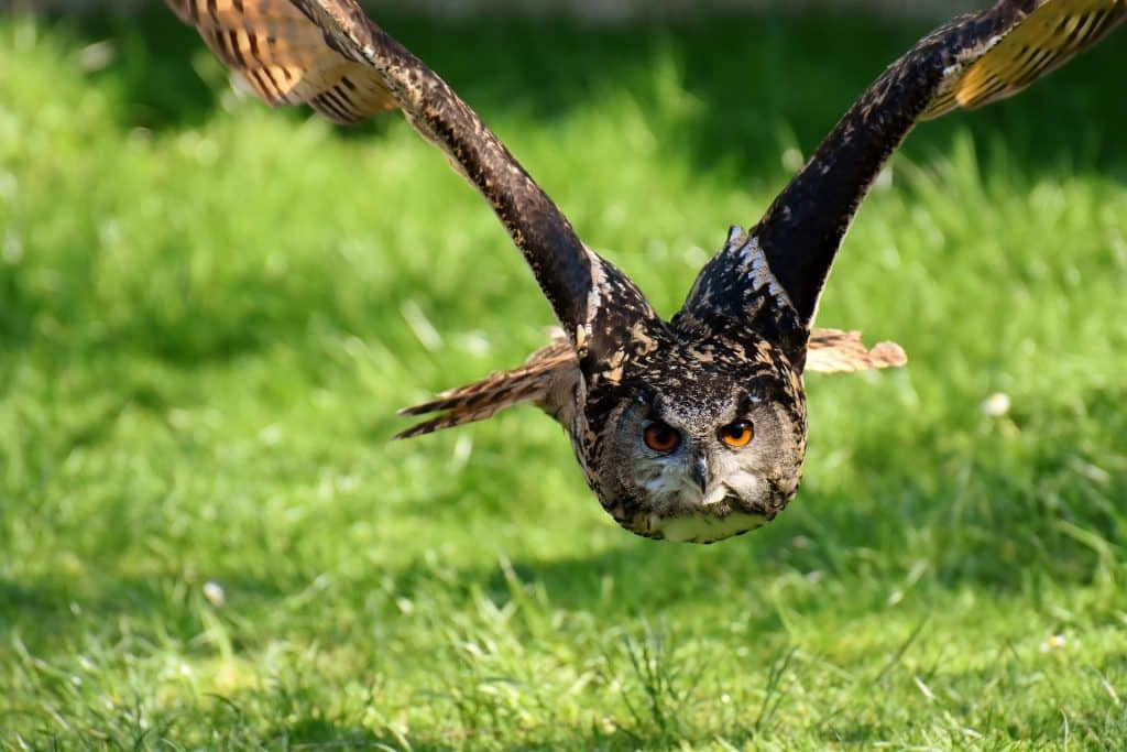 Dierenfotografie