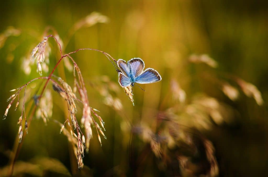 Close-up fotografie