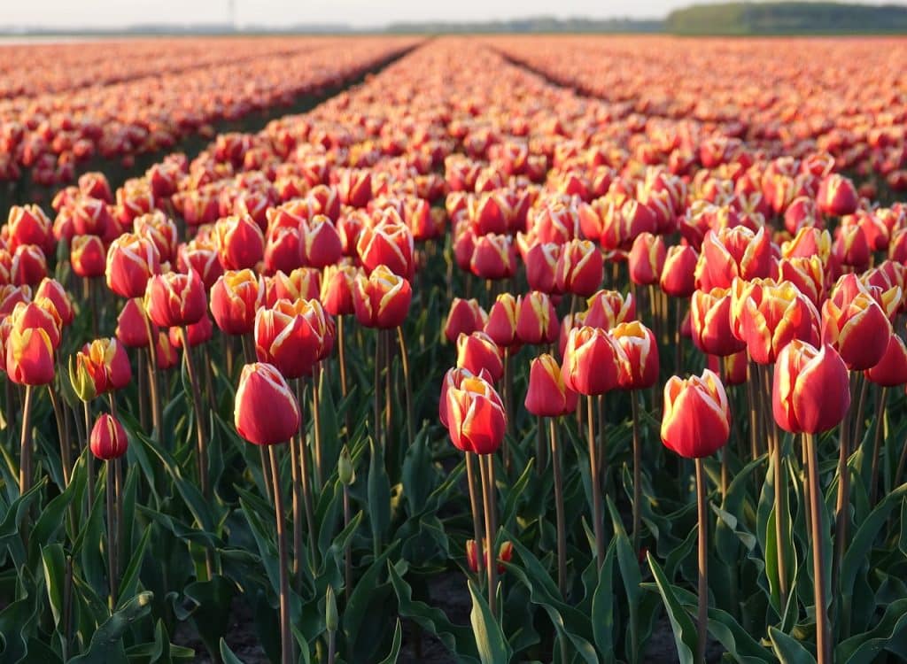 Bloemen fotograferen