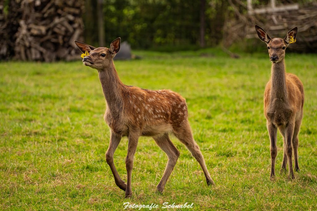 Beestjes beelden. Spelende hertenkalfjes in een weide van een hertenboerderij. Een foto in een ontspannen omgeving zonder de stress van poseren.