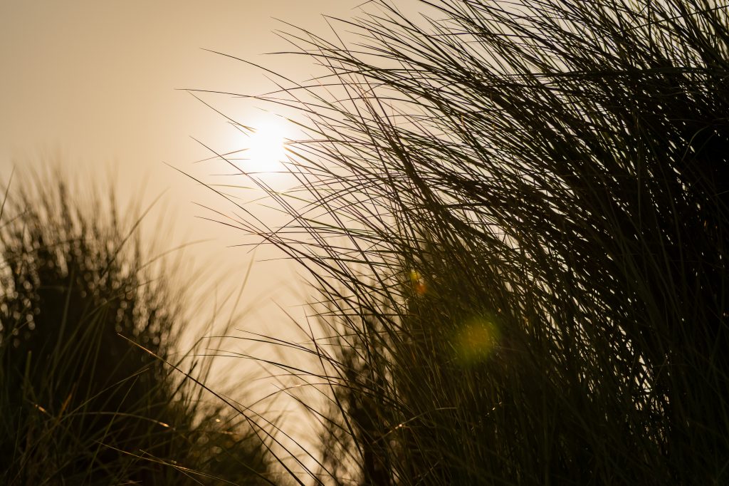 Zonnestralen die zachtjes door wuivende grassprieten schijnen, creëren een serene en vredige sfeer die symbool staat voor afscheid en de rust die daarmee gepaard gaat.