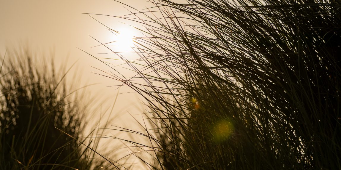 Zonnestralen die zachtjes door wuivende grassprieten schijnen, creëren een serene en vredige sfeer die symbool staat voor afscheid en de rust die daarmee gepaard gaat.