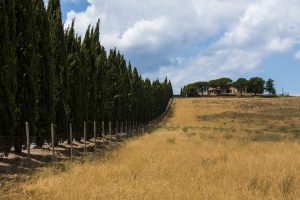 Hentet fra den nydelige landsbygda i Toscana, Italia. Bildets tittel, Maximus, stammer fra mine asosiasjoner til filmen «Gladiator» fra år 2000, hvor hovedpersonen Maximus sitt hjem ligger i lignende omgivelser.