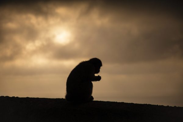 Silhouett av en ape tatt på toppen av fjellet i Gibraltar. Bildetittelen stammer fra det spanske navnet for ape, Mono.