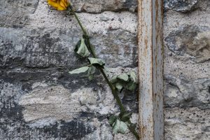 Enslig blomst festet bak et nedløpsrør på en steinfasade i Riga.