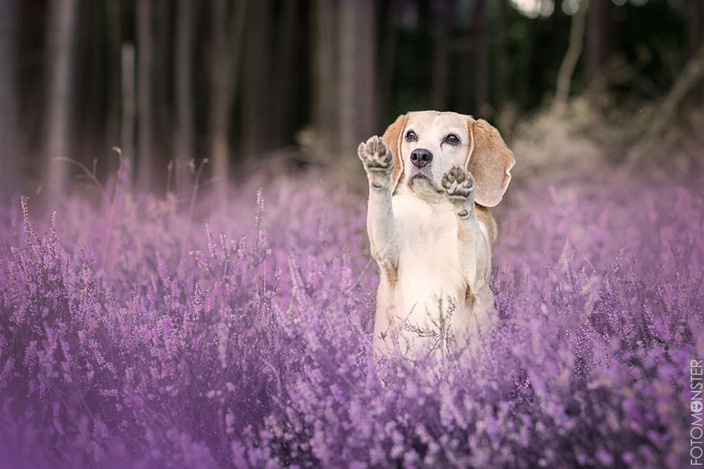 Hund Beagle Heide Männchen